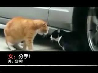 国产女王打男人的视频,视频揭露暴力真相