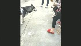 国产小哥搞笑视频大全,欢乐无限，笑点爆棚