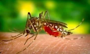 国产蚊子视频在线观看,揭秘夏日驱蚊新潮流