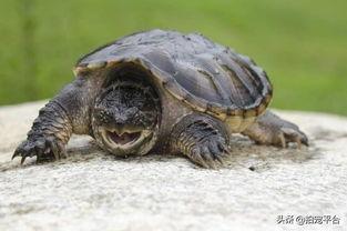 怎样养国产佛龟视频,视频教程详解