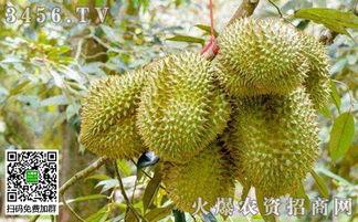 国产榴莲怎样种植视频,从播种到收获的全程揭秘