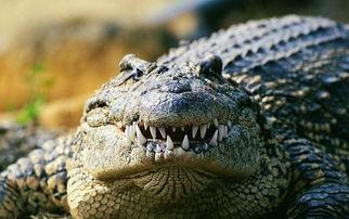 国产奇幻鳄鱼视频,穿越时空的神秘之旅