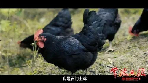 国产六袋鸡曝光视频,揭秘养殖业的惊人秘密