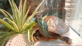 国产乌龟视频下载大全,趣味盎然的水族世界一网打尽